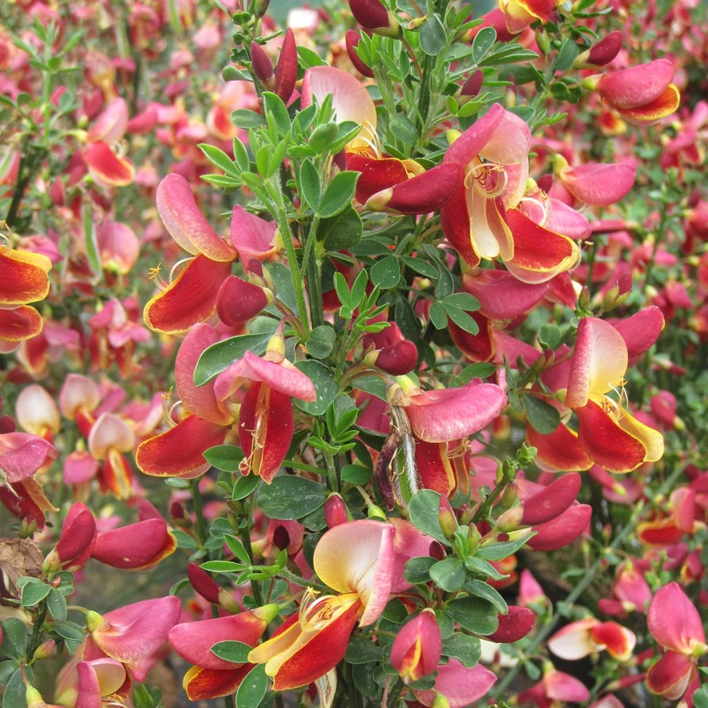 Genêt - Cytisus Maria Burkwood 1 Genêt - Cytisus Maria Burkwood