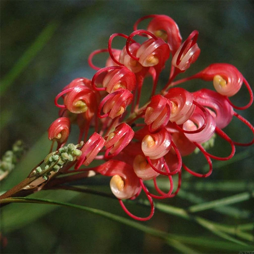 Grevillea Johnsonii 1 Grevillea Johnsonii