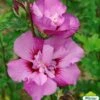 Hibiscus Syriacus Eruption - Althéa Ou Mauve En Arbre