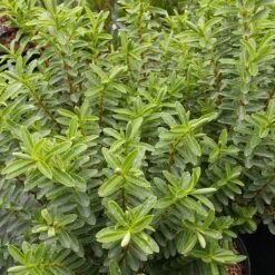 Hebe Brachysiphon - Véronique Arbustive