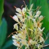Hedychium Dixter (Tresco) - Longose - Gingembre D'ornement