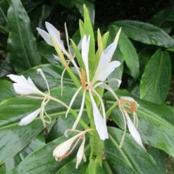 Hedychium Forrestii