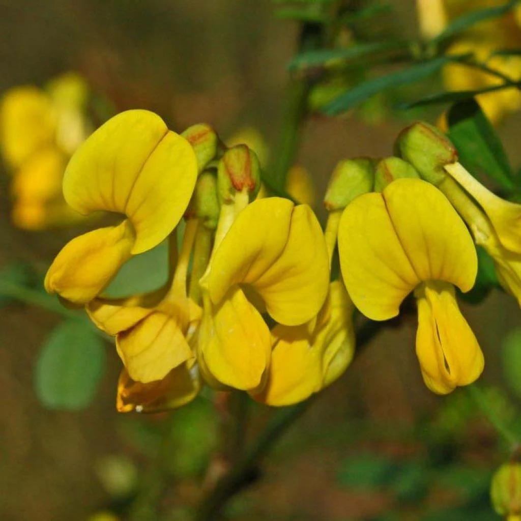 Coronilla Emerus (Hippocrepis) - Coronille Des Jardins 1 Coronilla Emerus (Hippocrepis) - Coronille Des Jardins