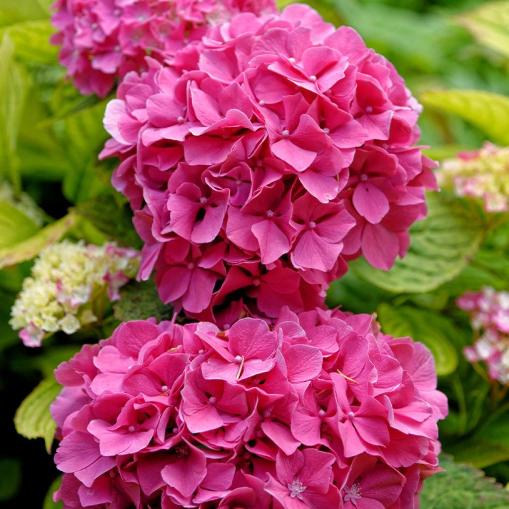 Hortensia - Hydrangea Macrophylla Pink Pop 1 Hortensia - Hydrangea Macrophylla Pink Pop