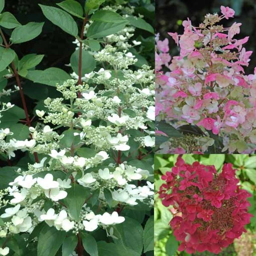 Hydrangea Paniculata Wim's Red - Hortensia Paniculé 1 Hydrangea Paniculata Wim's Red - Hortensia Paniculé