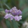Hortensia - Hydrangea Involucrata