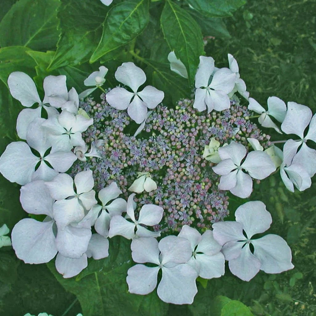 Hortensia - Hydrangea Macrophylla Beauté Vendômoise 1 Hortensia - Hydrangea Macrophylla Beauté Vendômoise
