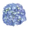 Hortensia - Hydrangea Macrophylla Bela