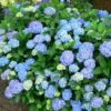 Hortensia - Hydrangea Macrophylla Blauer Prinz
