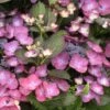 Hortensia - Hydrangea Macrophylla Dark Angel Purple (Black Diamonds)