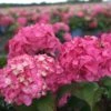 Hortensia - Hydrangea Macrophylla Endless Summer Bloomstar