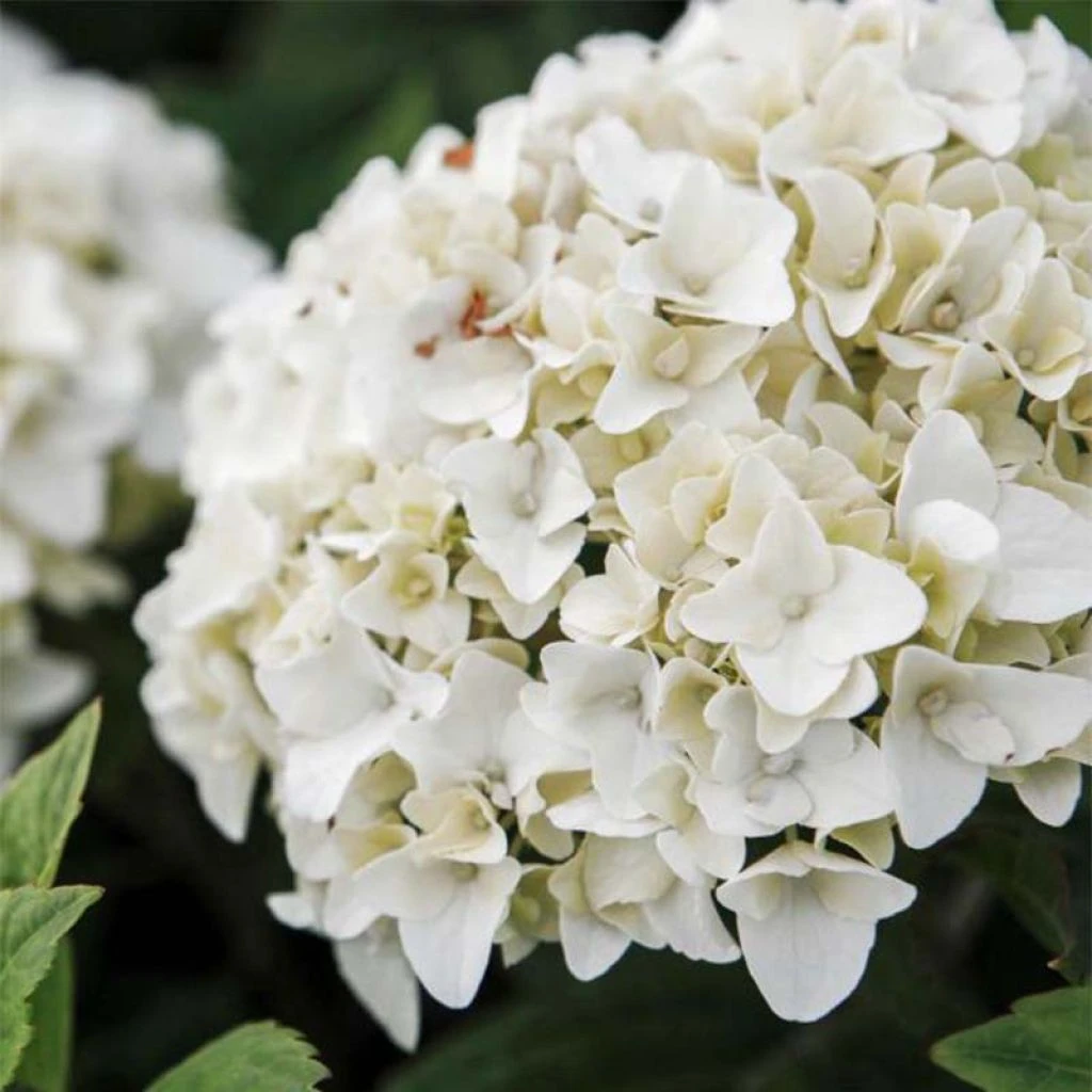 Hortensia - Hydrangea Macrophylla Endless Summer The Bride 1 Hortensia - Hydrangea Macrophylla Endless Summer The Bride