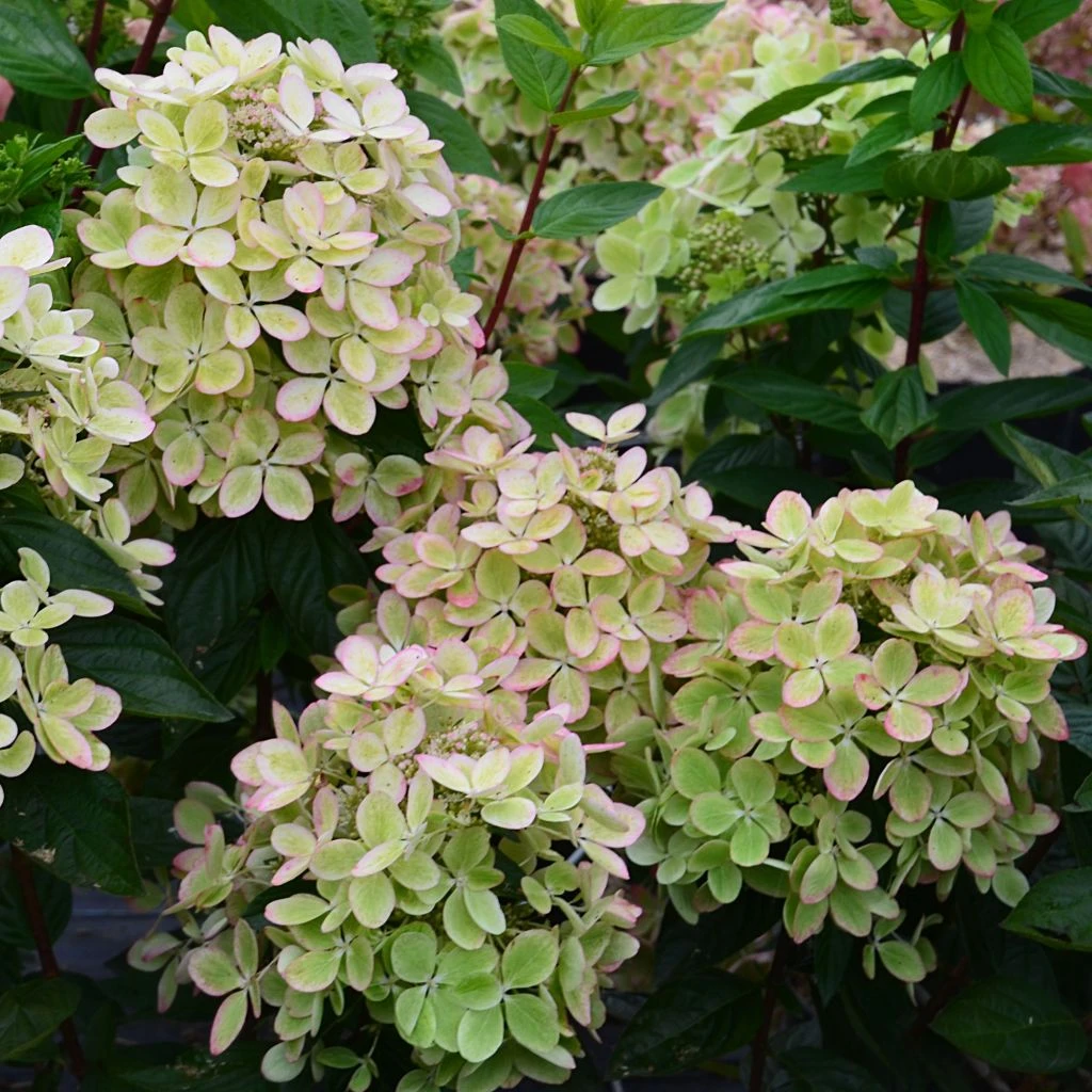 Hydrangea Paniculata Pastelgreen - Hortensia Paniculé 1 Hydrangea Paniculata Pastelgreen - Hortensia Paniculé