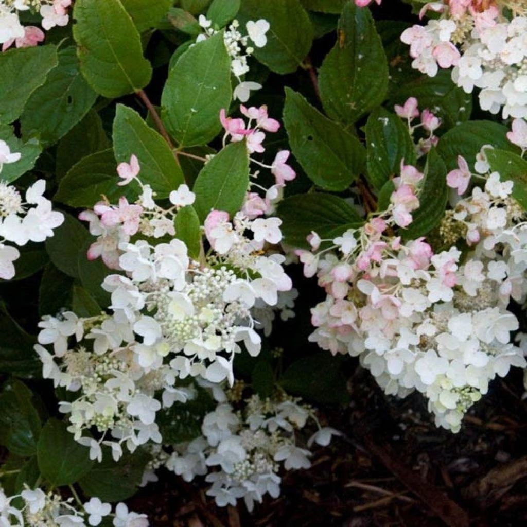 Hydrangea Paniculata White Diamond - Hortensia Paniculé 1 Hydrangea Paniculata White Diamond - Hortensia Paniculé