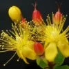 Hypericum Inodorum Magical Red Flame - Millepertuis