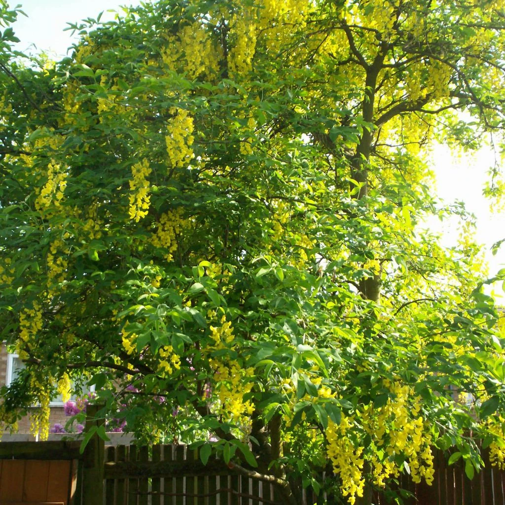 Laburnum Watereri Vossii - Cytise Pluie D'or 1 Laburnum Watereri Vossii - Cytise Pluie D'or