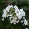 Lagerstroemia Indica Pixie White - Lilas Des Indes