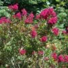Lagerstroemia Indica Red Imperator - Lilas Des Indes