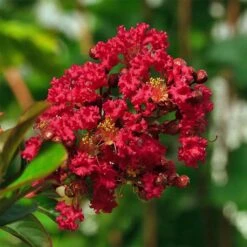 Lagerstroemia Indica Rouge Nain - Lilas Des Indes