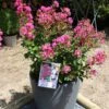 Lagerstroemia Indica Terrasse Rose - Lilas Des Indes