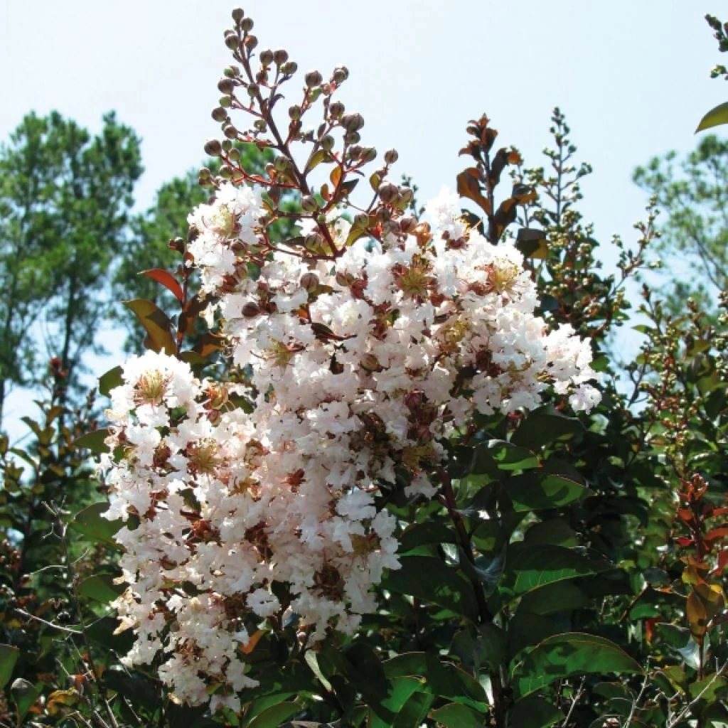 Lagerstroemia Indica Kimono - Lilas Des Indes Blanc 1 Lagerstroemia Indica Kimono - Lilas Des Indes Blanc