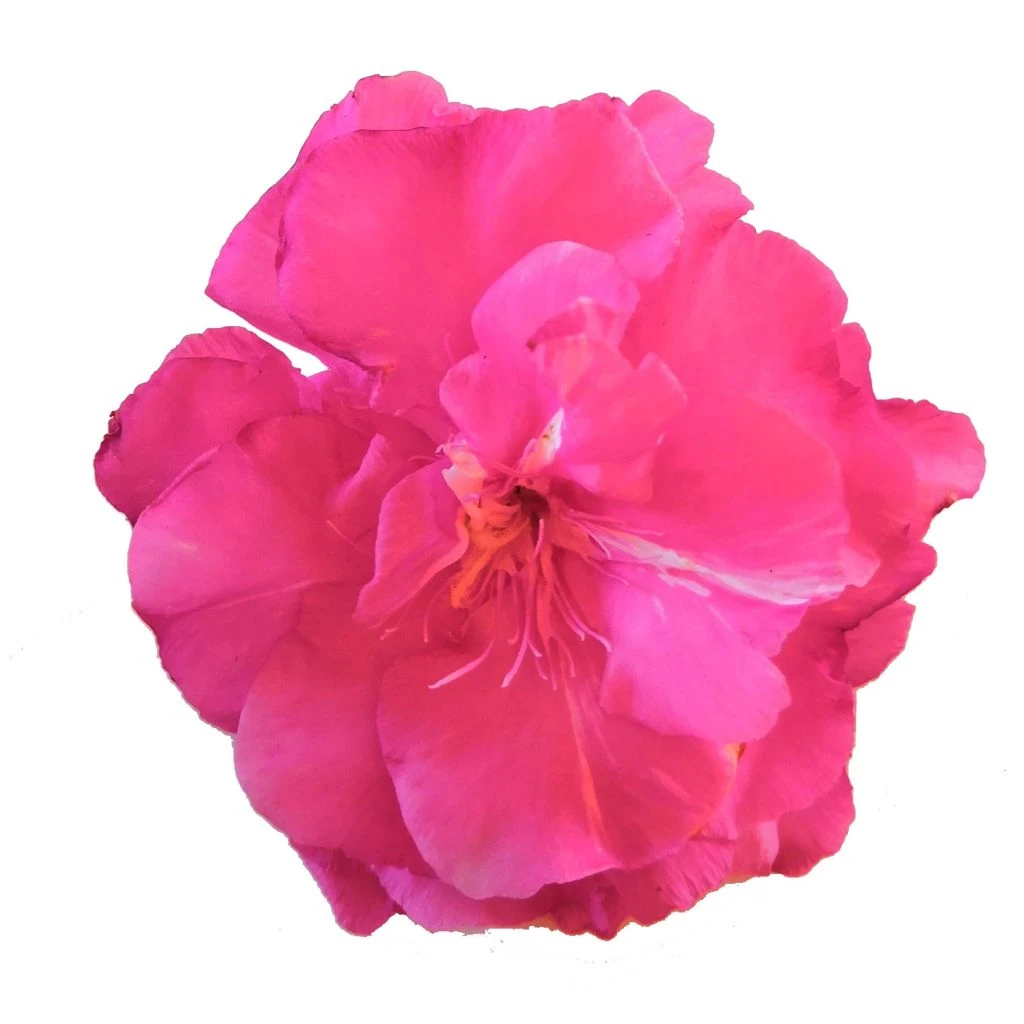 Laurier Rose Double Roseum Plenum - Nerium Oleander 1 Laurier Rose Double Roseum Plenum - Nerium Oleander