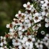 Leptospermum Scoparium Blanc