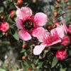 Leptospermum Scoparium Martini - Arbre à Thé