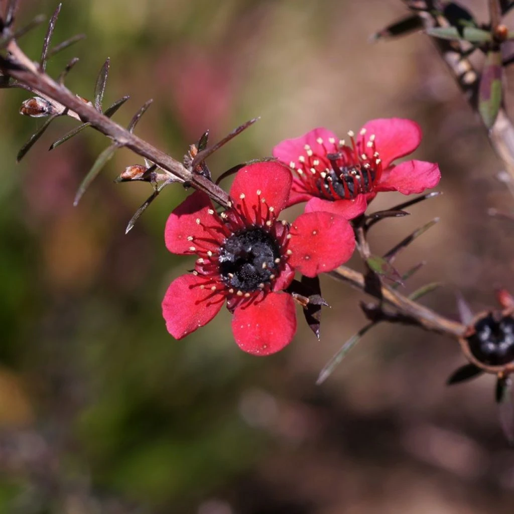Leptospermum Scoparium Nanum Kiwi - Arbre à Thé De Nouvelle-Zélande 1 Leptospermum Scoparium Nanum Kiwi - Arbre à Thé De Nouvelle-Zélande