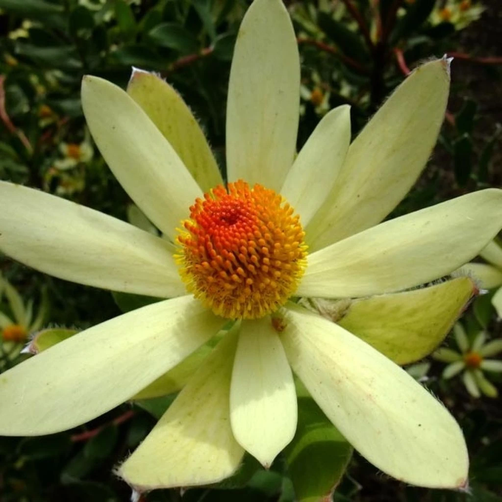 Leucadendron Summer Sun 1 Leucadendron Summer Sun