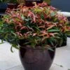 Leucothoe Keiskei Burning Love