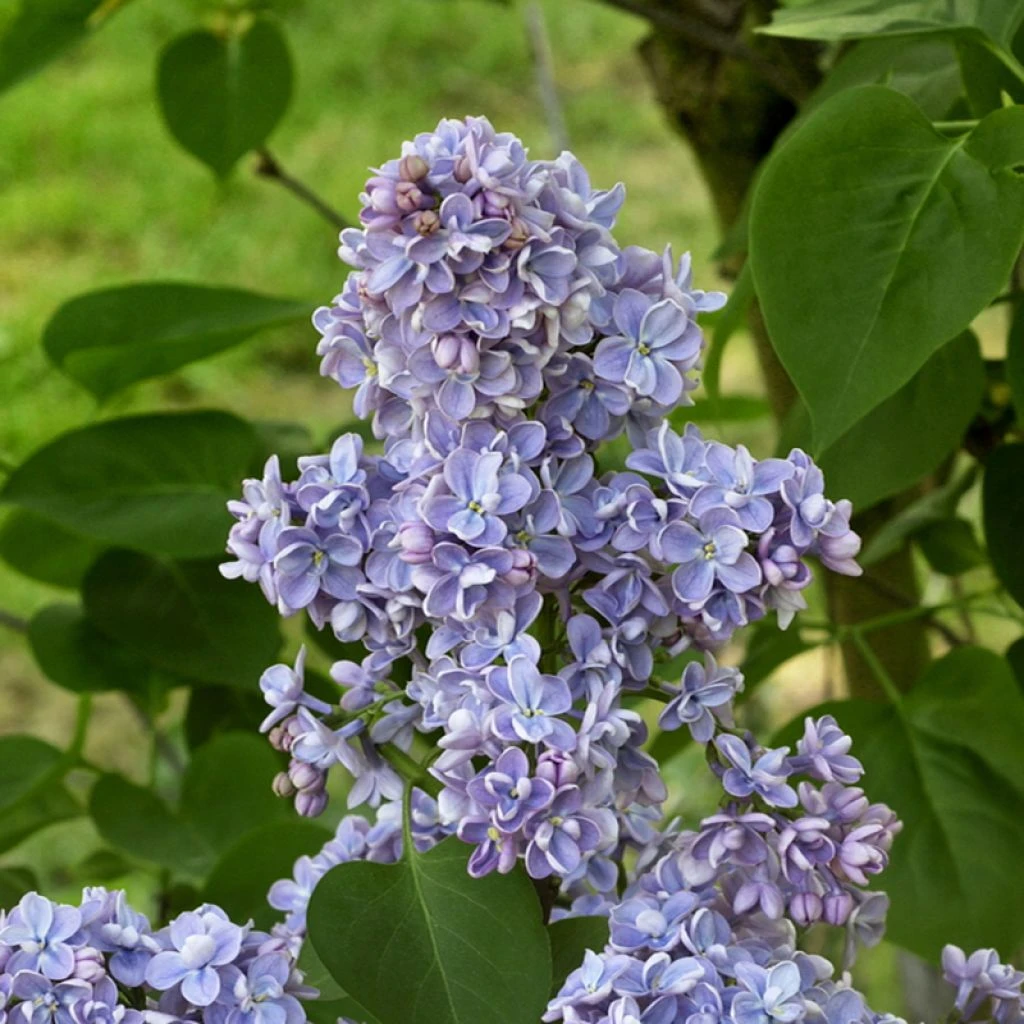 Lilas - Syringa Vulgaris Capitaine Baltet 1 Lilas - Syringa Vulgaris Capitaine Baltet