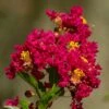 Lilas Des Indes - Lagerstroemia Indica Caroline Beauty