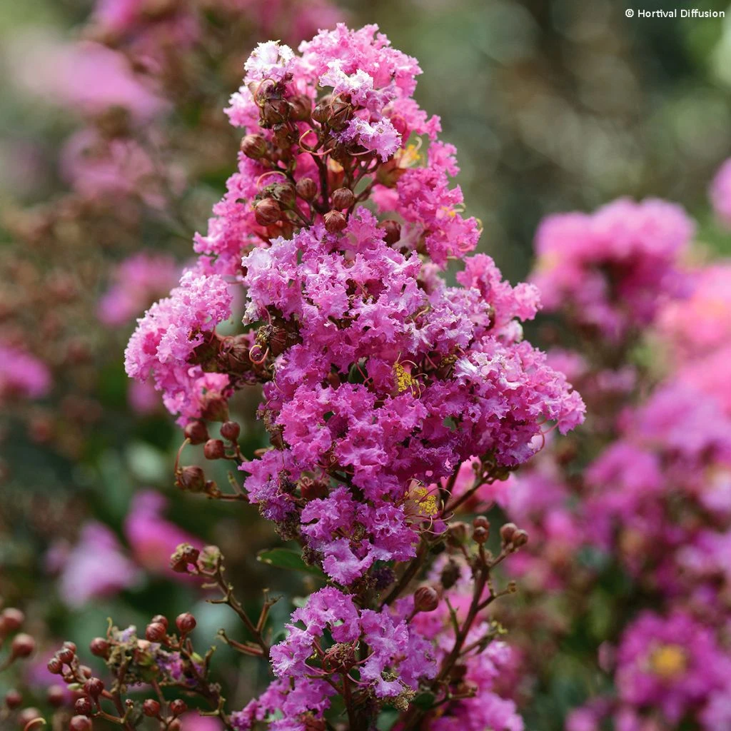 Lilas Des Indes - Lagerstroemia Indica Enduring Lavender 1 Lilas Des Indes - Lagerstroemia Indica Enduring Lavender