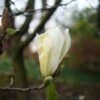 Magnolia Yellow Lantern