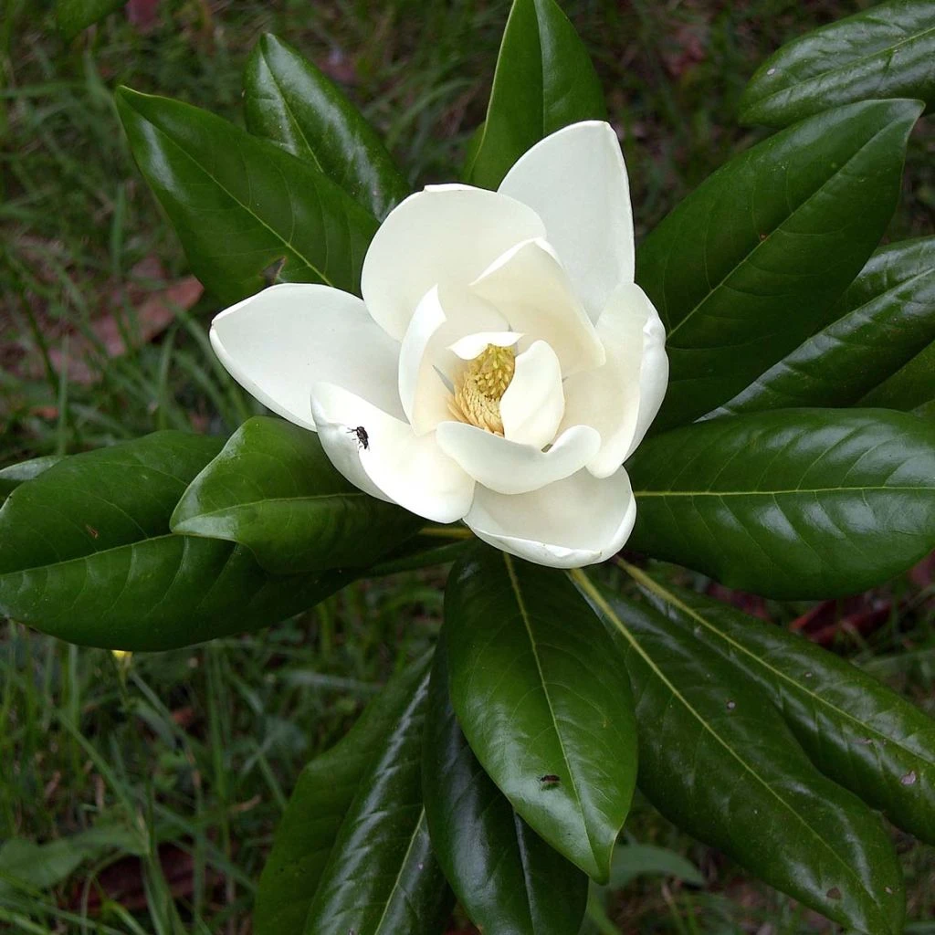 Magnolia Grandiflora Ferruginea - Laurier-tulipier 1 Magnolia Grandiflora Ferruginea - Laurier-tulipier