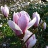 Magnolia Soulangeana Satisfaction