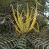 Mahonia Oiwakensis Subsp. Lomariifolia