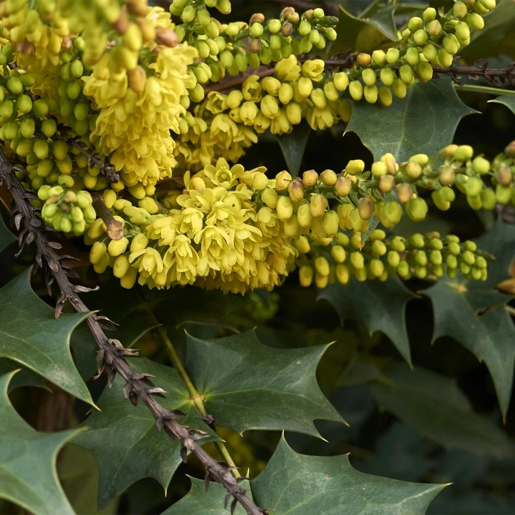 Mahonia (x) Wagneri Fireflame 1 Mahonia (x) Wagneri Fireflame