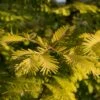 Metasequoia Glyptostroboides Gold Rush