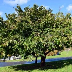 Morus Kagayamae (bombycis) - Mûrier Platane