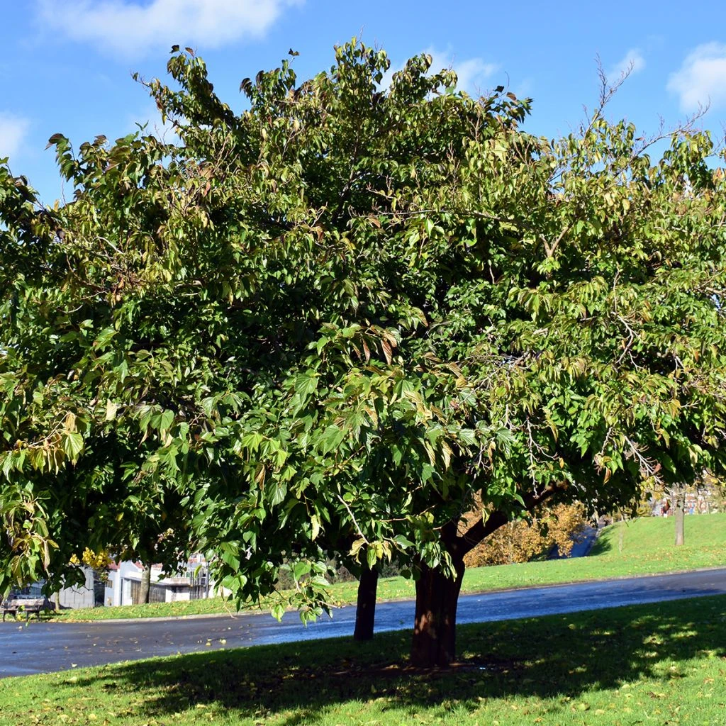 Morus Kagayamae (bombycis) - Mûrier Platane 1 Morus Kagayamae (bombycis) - Mûrier Platane