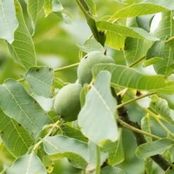 Noyer Commun Corne - Corne Du Périgord