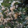 Osmanthus Fortunei - Osmanthe De Fortune