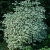 Seringat Des Jardins - Philadelphus Coronarius Variegatus
