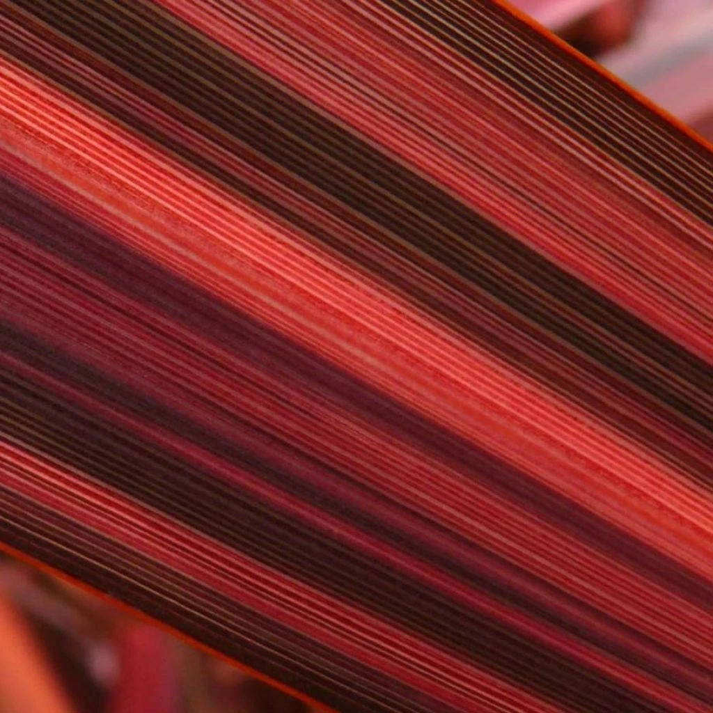 Phormium Margaret Jones - Lin De Nouvelle-Zélande 1 Phormium Margaret Jones - Lin De Nouvelle-Zélande