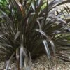 Phormium Cookianum Black Adder - Lin Des Montagnes.