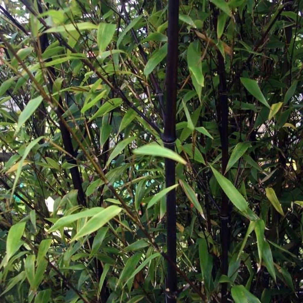 Bambou Noir - Phyllostachys Nigra 1 Bambou Noir - Phyllostachys Nigra