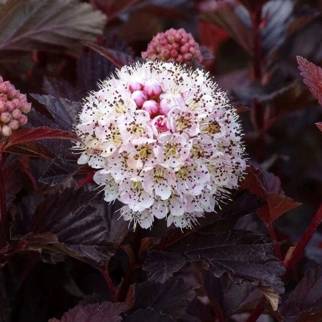 Physocarpus Opulifolius Lady In Red - Physocarpe à Feuillage Pourpre 1 Physocarpus Opulifolius Lady In Red - Physocarpe à Feuillage Pourpre