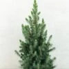 Epinette Blanche - Picea Glauca Conica Blue